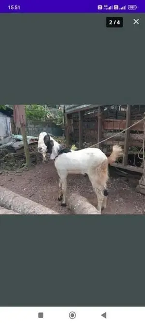 Eluwaa