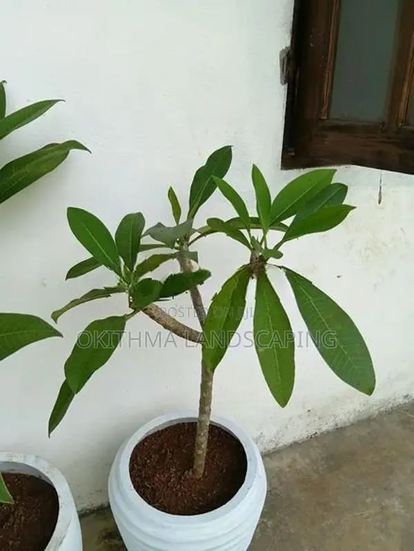 Red Araliya