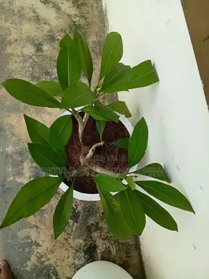 Red Araliya