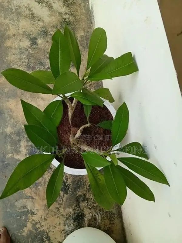 Red Araliya
