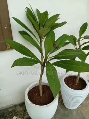 Red Araliya