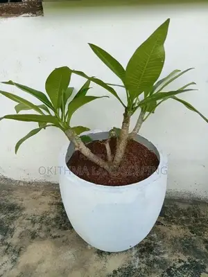 Red Araliya