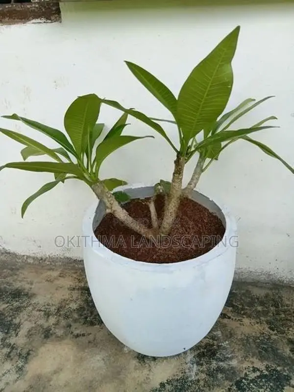 Red Araliya