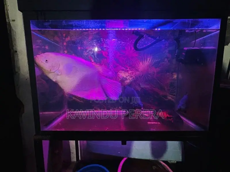 Fish With Tank