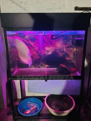 Fish With Tank