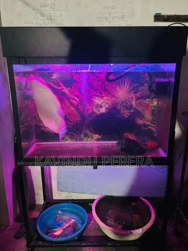 Fish With Tank