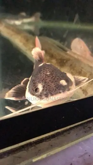 Red Tail Fish