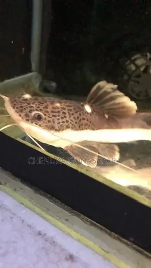 Red Tail Fish