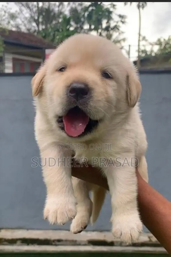 Labrador Retriever Puppies