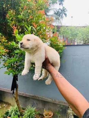 Labrador Retriever Puppies