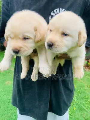 Labrador Retriever Puppies