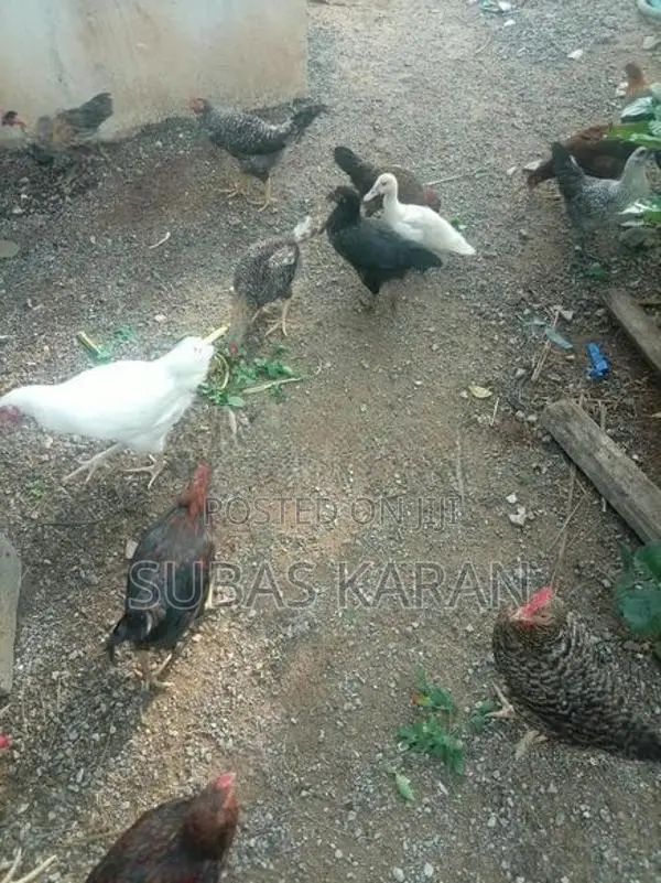 நாட்டுக்கோழி - Poultry