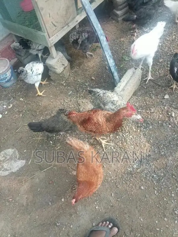 நாட்டுக்கோழி - Poultry