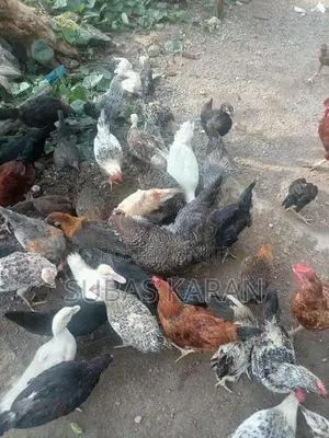 நாட்டுக்கோழி - Poultry
