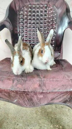 Rabbit