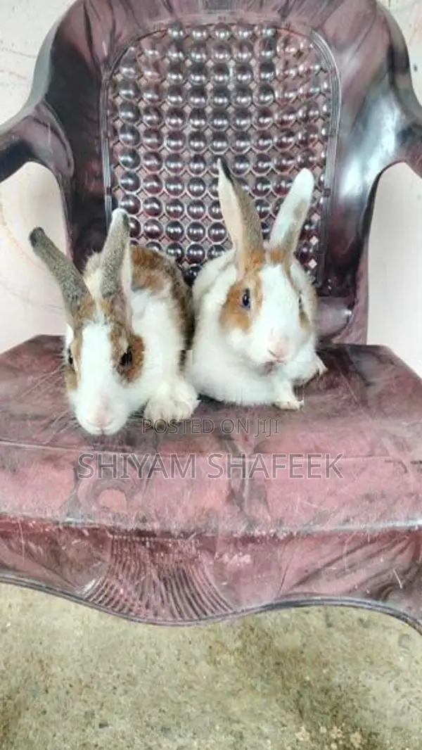 Rabbit