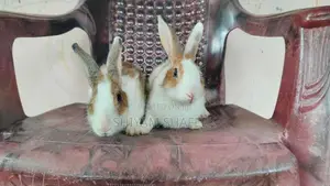 Rabbit
