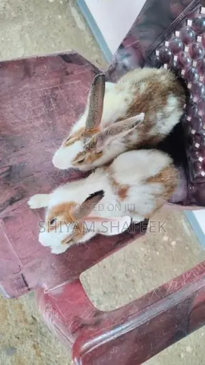 Rabbit