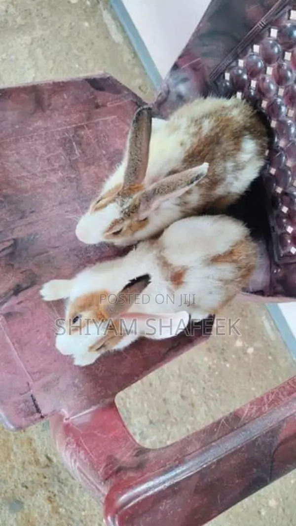 Rabbit