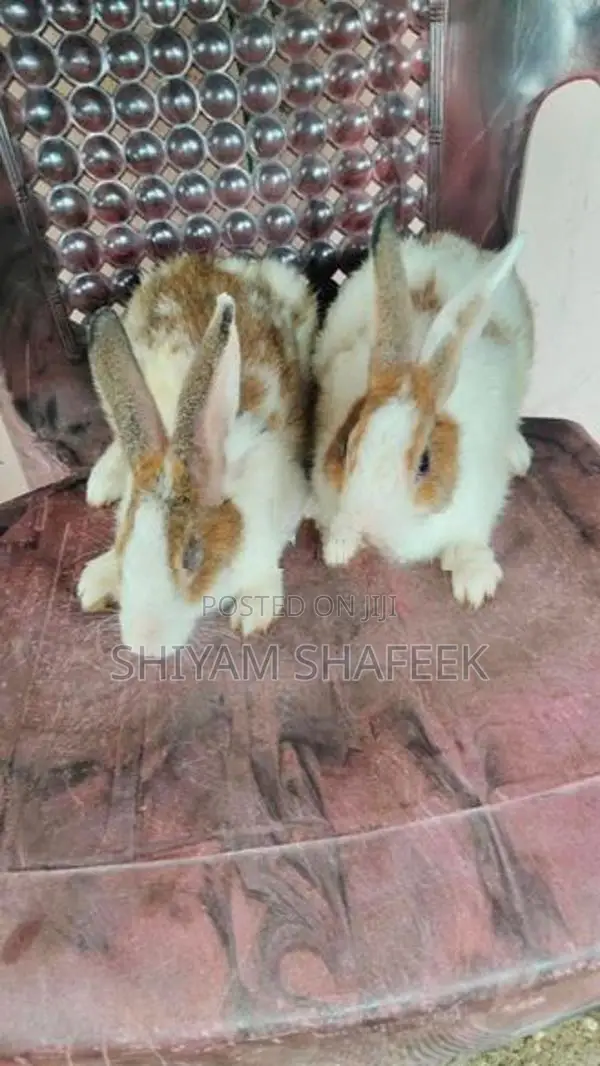 Rabbit