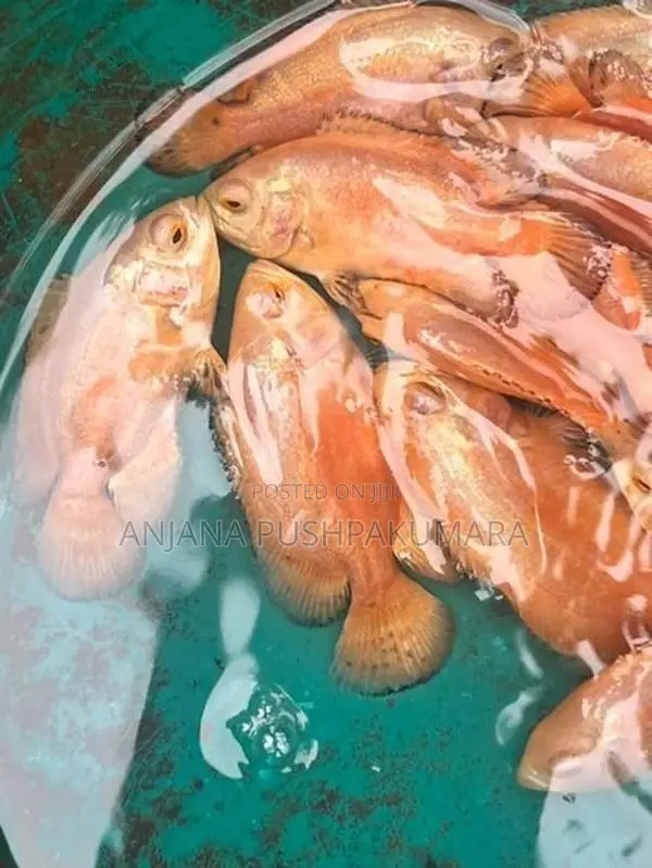 Osca Fish ( Red Velvat )