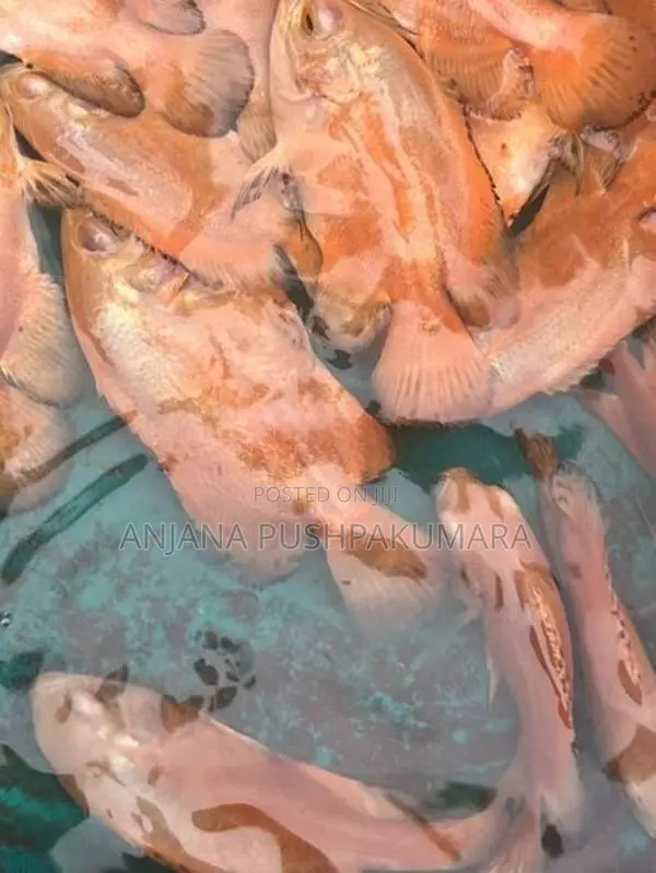 Osca Fish ( Red Velvat )
