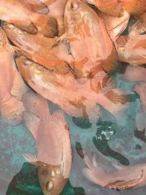 Osca Fish ( Red Velvat )