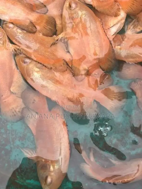 Osca Fish ( Red Velvat )