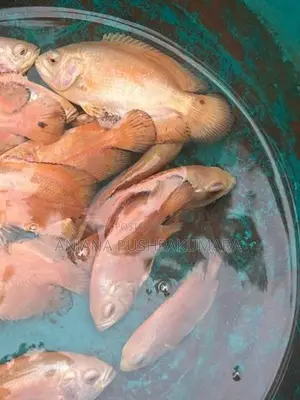 Osca Fish ( Red Velvat )
