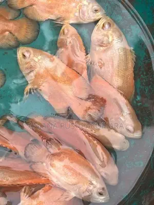 Osca Fish ( Red Velvat )
