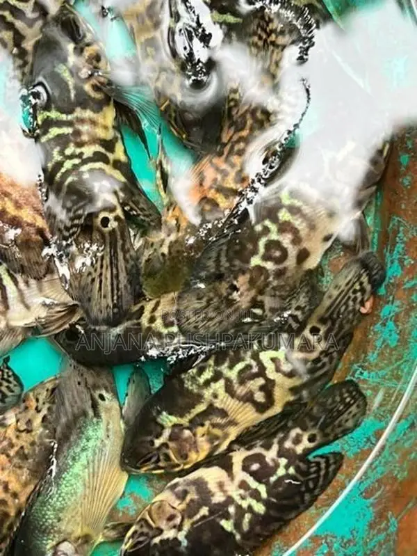 Oscar Fish