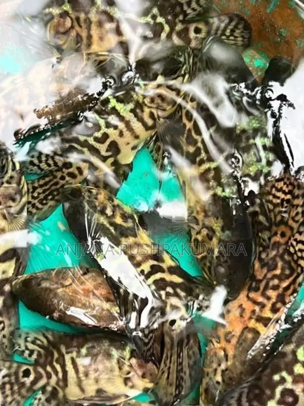 Oscar Fish