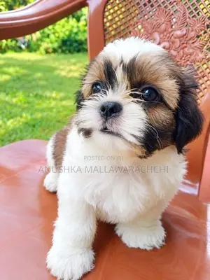 Active With Playful Shih Tzu Puppies