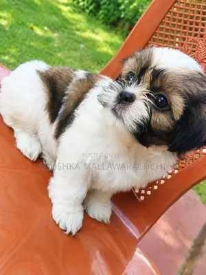 Active With Playful Shih Tzu Puppies