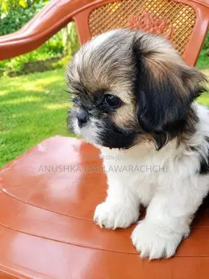 Active With Playful Shih Tzu Puppies
