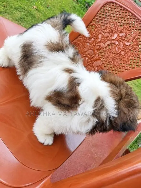 Active With Playful Shih Tzu Puppies