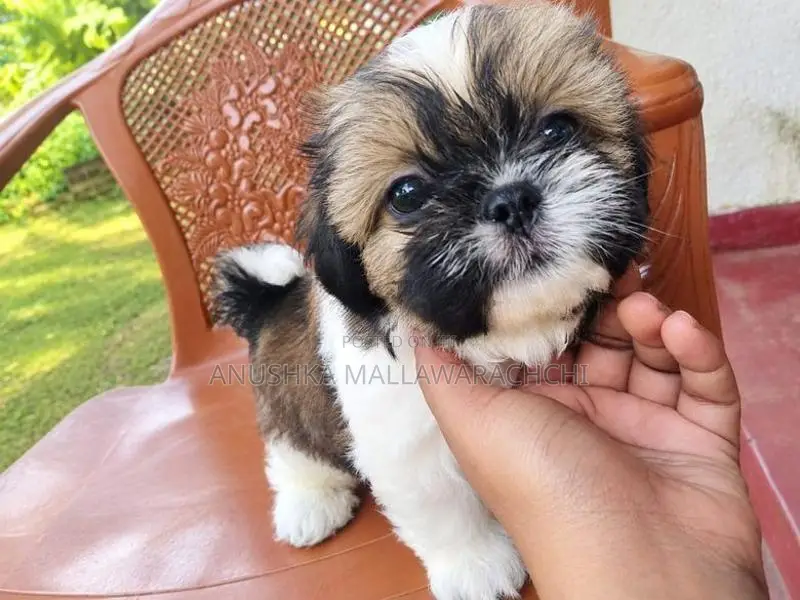 Active With Playful Shih Tzu Puppies