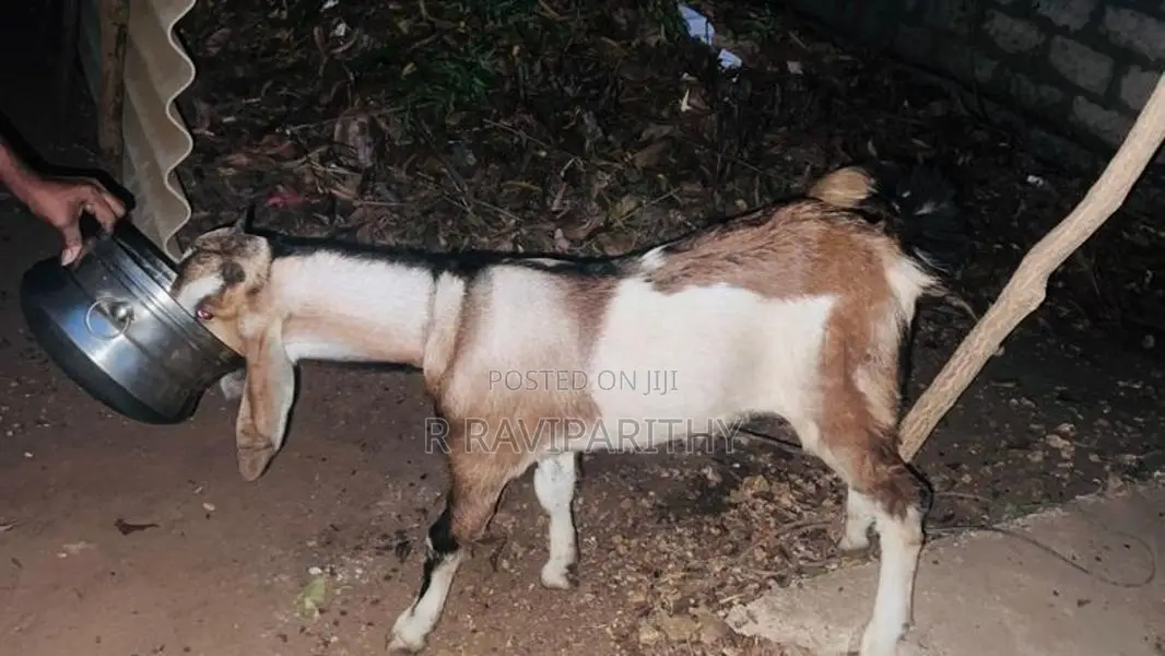 Goat (Mari)