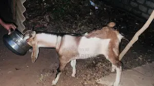 Goat (Mari)