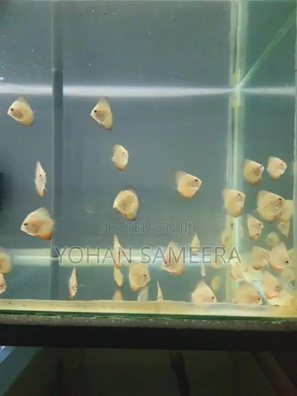 Discus