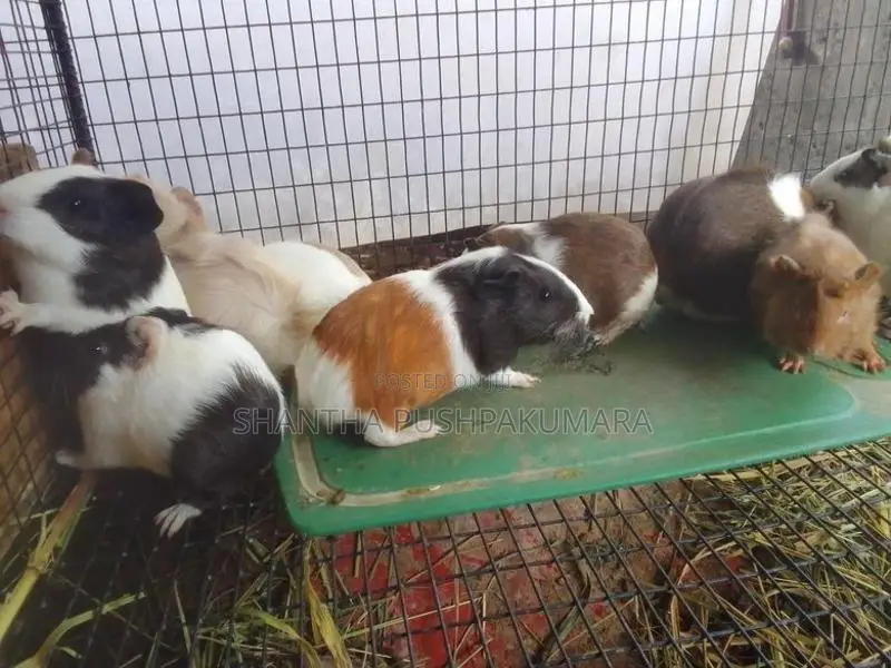 ගිනි පිග් සතුන්
