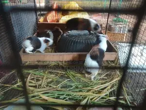 ගිනි පිග් සතුන්