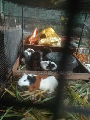 ගිනි පිග් සතුන්