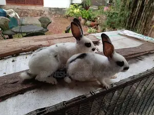 Angora Rabbit