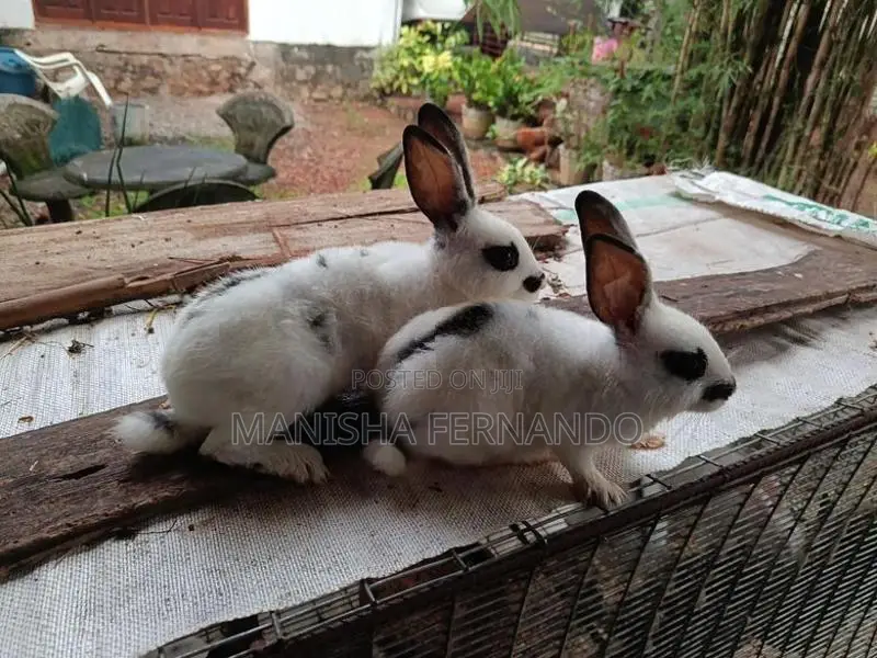 Angora Rabbit