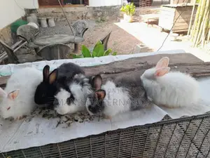 Angora Rabbit