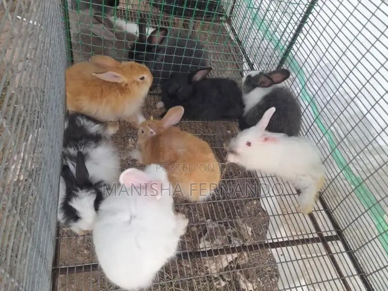 Angora Rabbit