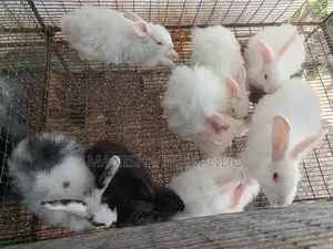 Angora Rabbit