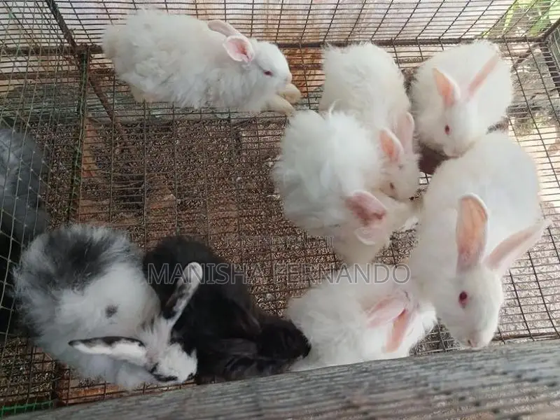Angora Rabbit