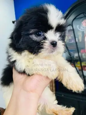 Shih TZU Puppies